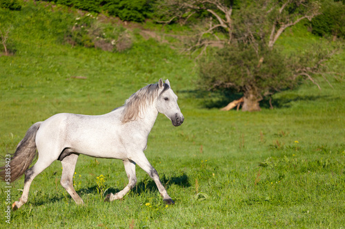 Fototapeta Naklejka Na Ścianę i Meble -  Gray Arab horse gallops on a green meadow