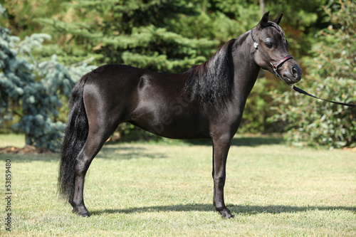 Fototapeta Naklejka Na Ścianę i Meble -  Black miniature horse in the garden