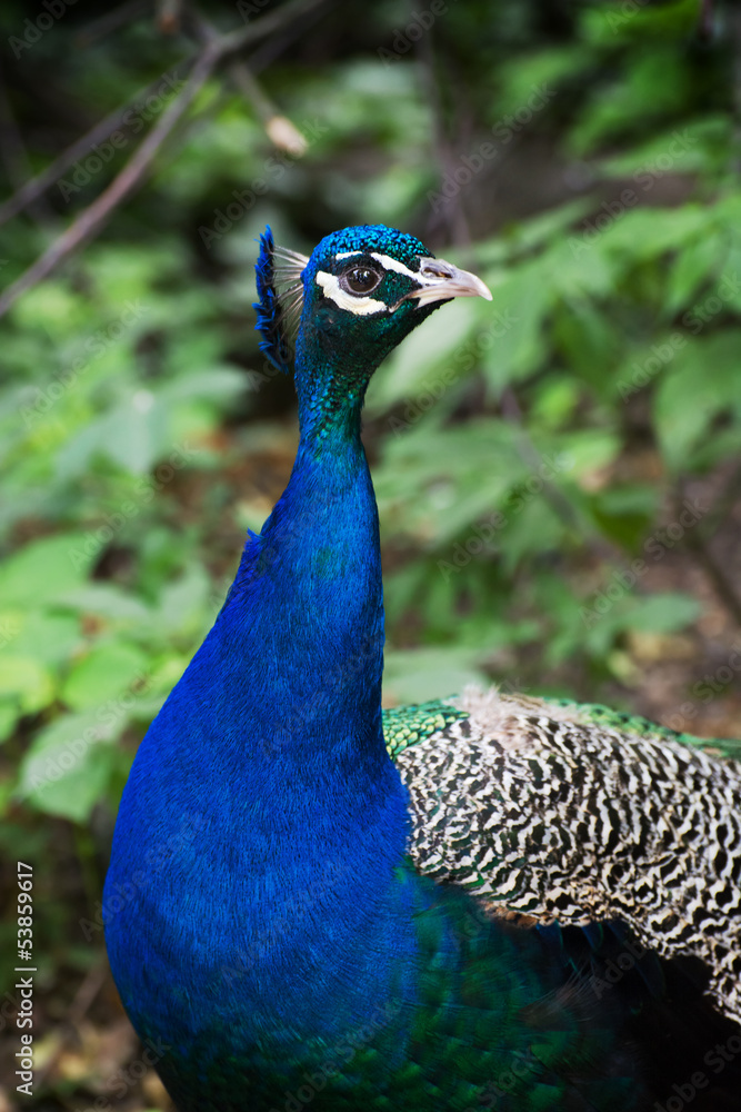Obraz premium Peacock portrait