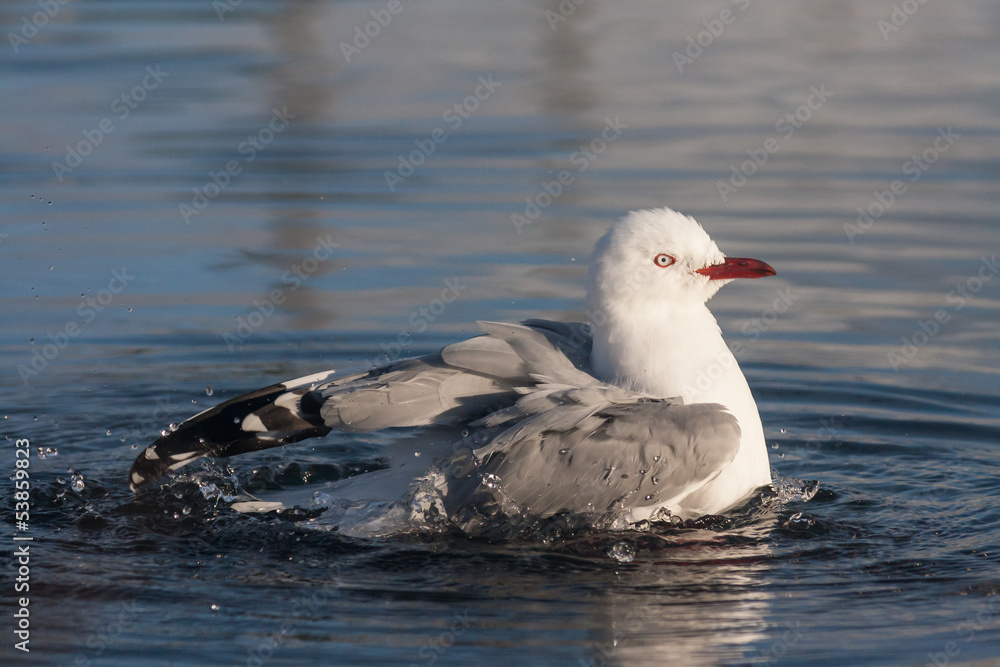 red-billed gull bathing in river red-billed gull bathing in river
