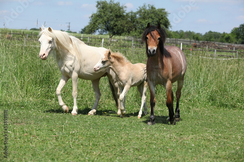 Three welsh ponnies on pasturage © Zuzana Tillerova