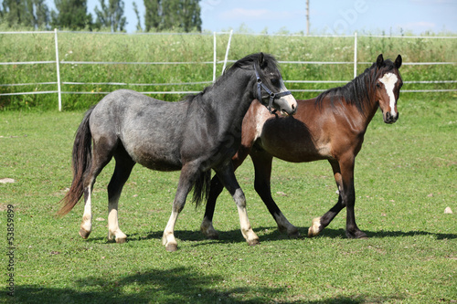Two adorable welsh pony foals in summer © Zuzana Tillerova