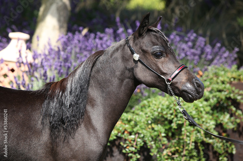 Black miniature horse in front of purple flowers