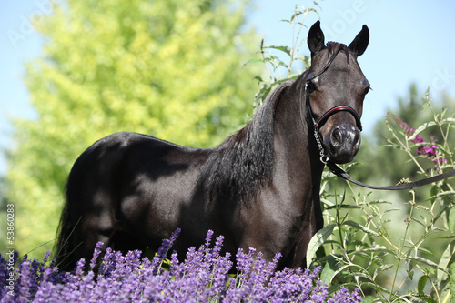 Fototapeta Naklejka Na Ścianę i Meble -  Black miniature horse behind purple flowers