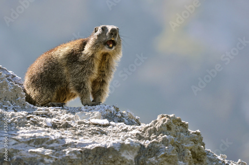 Alpine marmot on rock photo