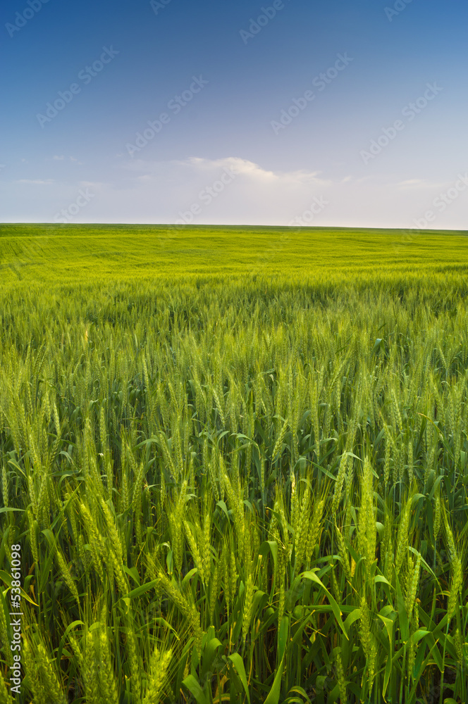 Field of wheat and blue sky with clouds Field of wheat and blue sky with clouds