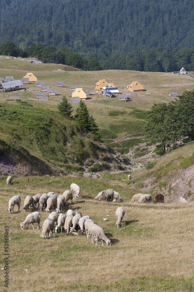 A herd of sheep on the mountain Bjelasica, Montenegro