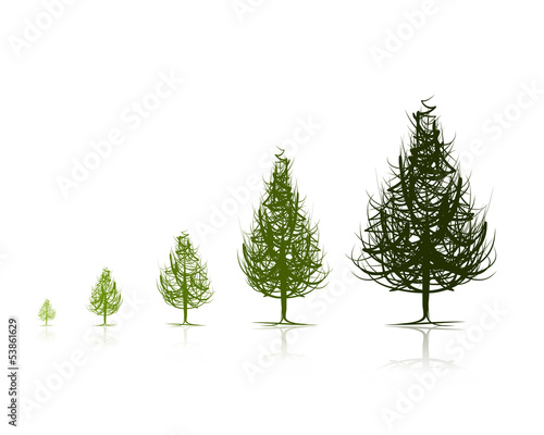 Stages of growing tree for your design