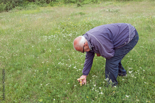 Elderly man picked mushrooms in a meadow