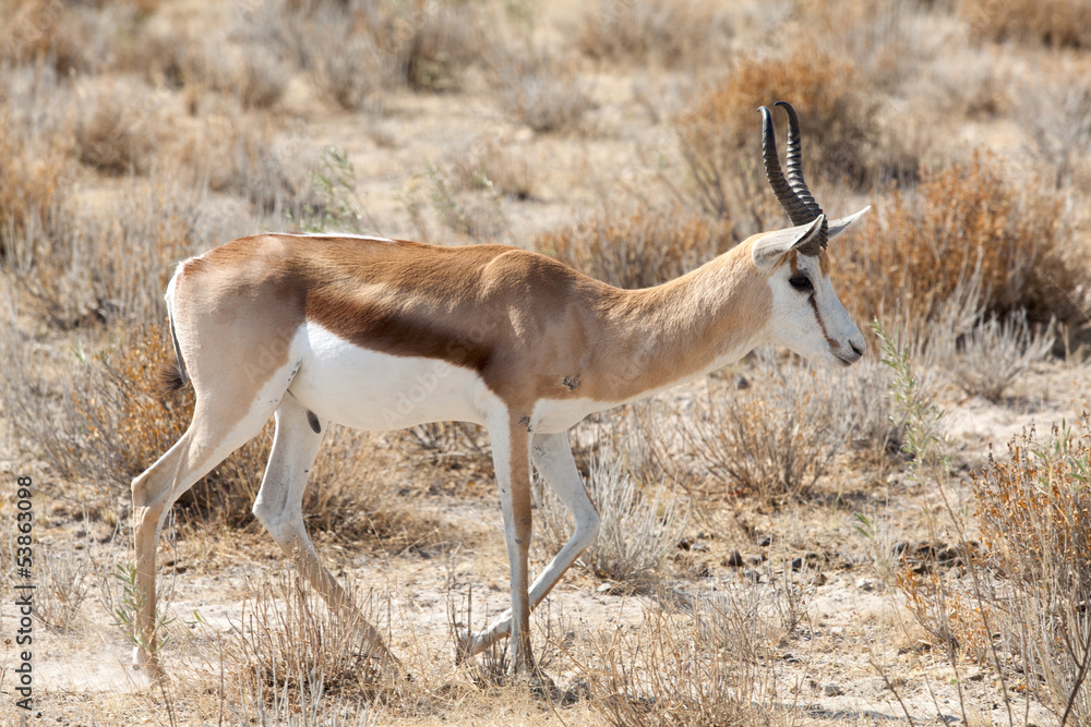 springbok springbok