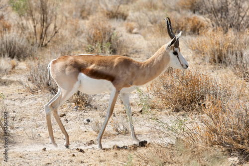 springbok © angelo lano