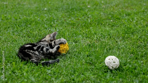 Small gray kitten is playing with balls.