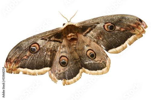 beautiful giant silk moth butterfly