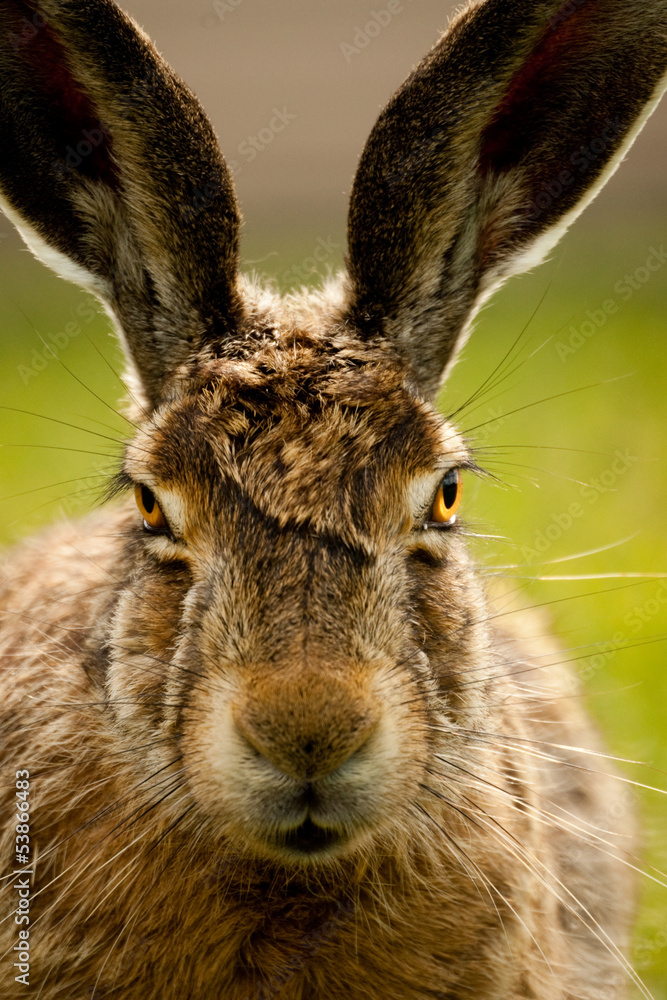 Obraz premium European hare closeup portrait