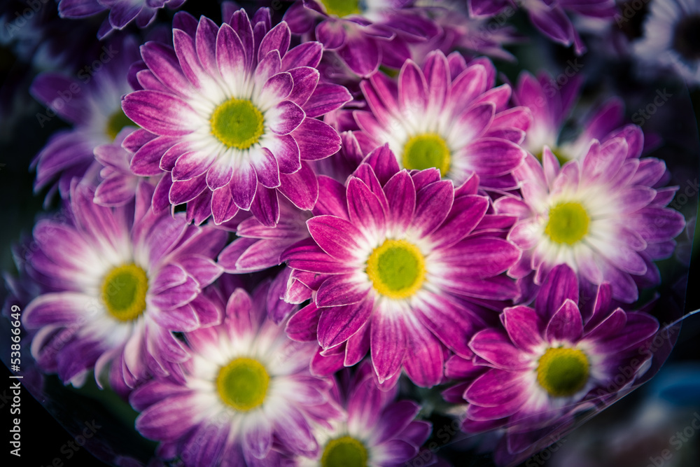 Aster amellus Aster amellus
