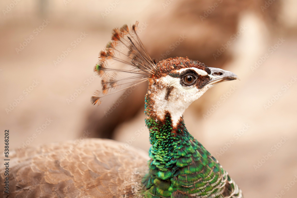 Peacock close-up portrait. Macro. Peacock close-up portrait. Macro.