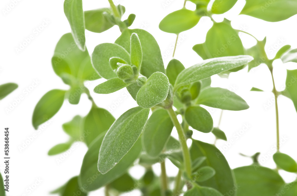 Fresh leaves of oregano close up on white