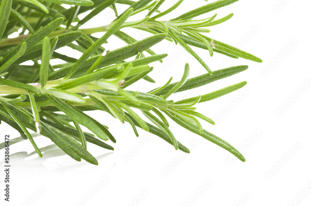 Fresh leaves of rosemary close up on white Fresh leaves of rosemary close up on white