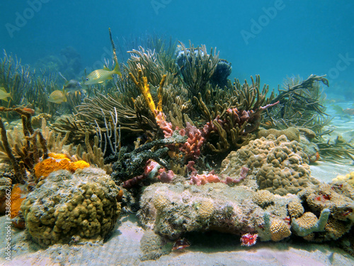Underwater reef with beautiful colors