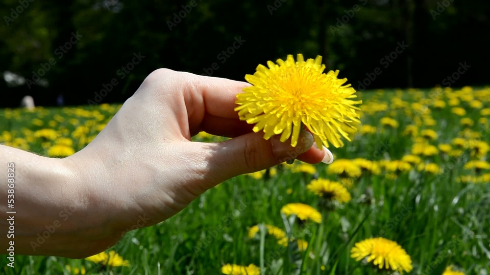 Blume Hand