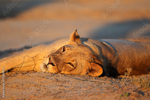 Resting lioness, Kalahari desert © EcoView