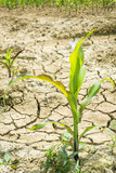 trockener Boden mit Maispflanze