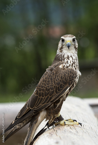 Saker Falke
