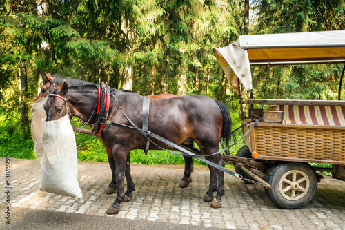 A coach and two horses in Tatra National Park, Poland