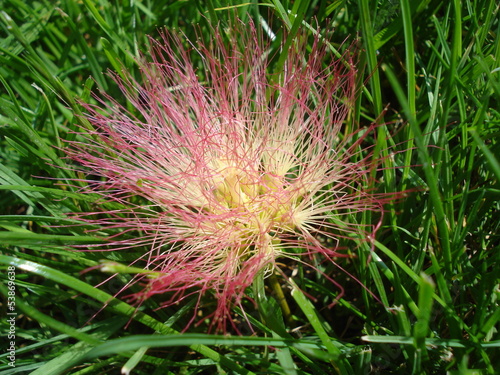 Albizia flower, fallen in the grass photo