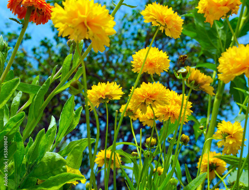 sommerblumen 2
