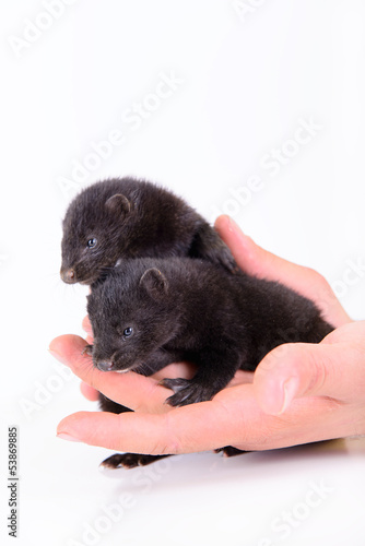 two animal mink