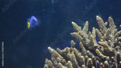 Wedgetailed Blue Tang swimming around coral in aquarium photo