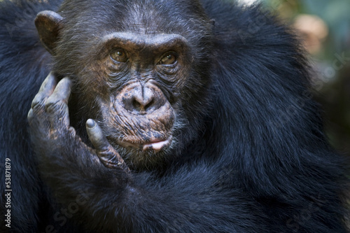 Portait of a Chimpansee photo