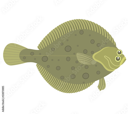 Flounder
