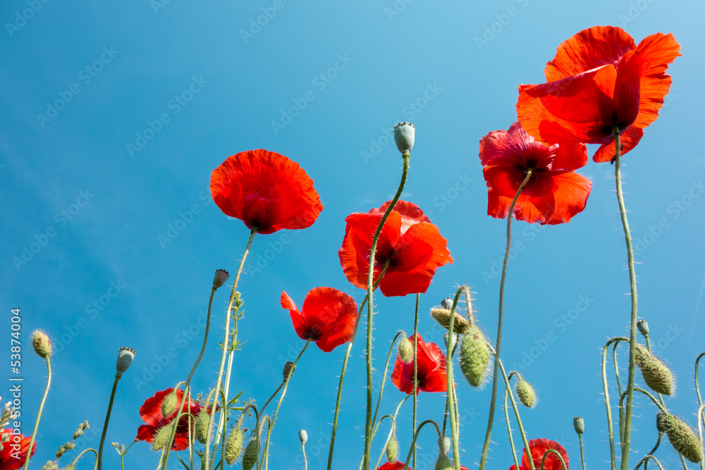 Obraz premium Blooming poppy