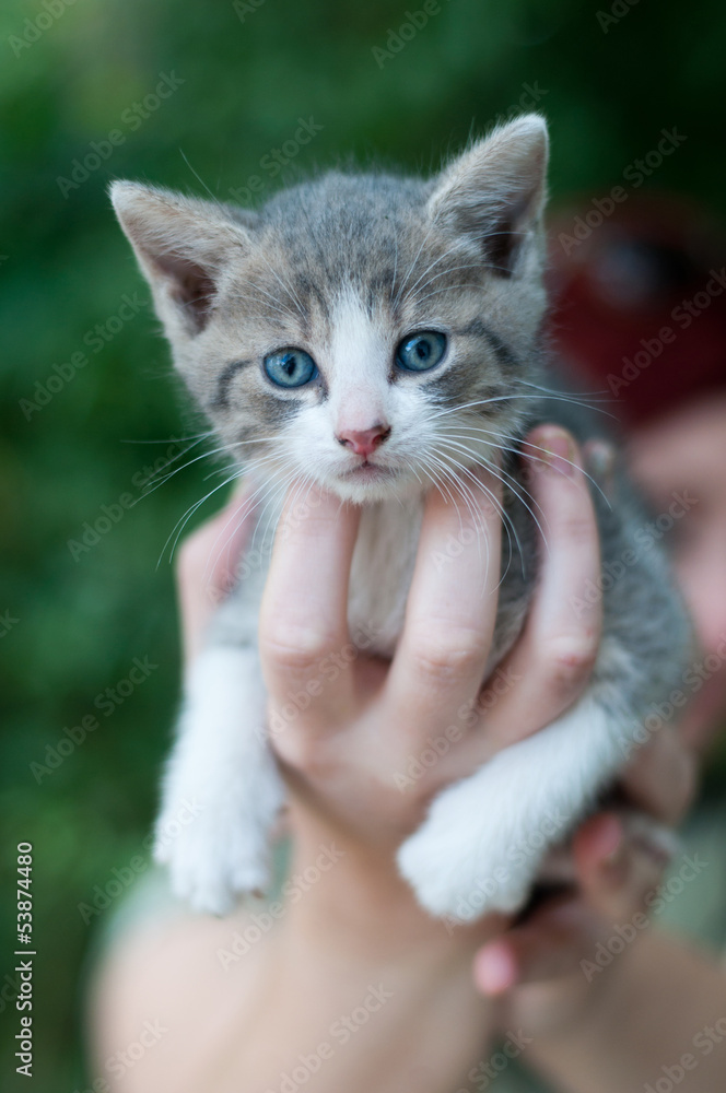 Little kitten sit on hand
