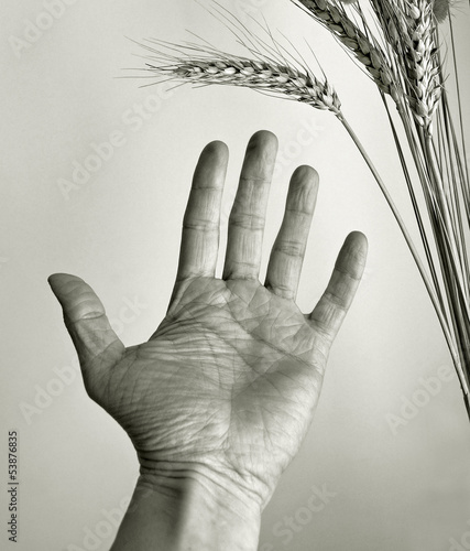 Obraz na plátně hand outstretched towards ear of corn