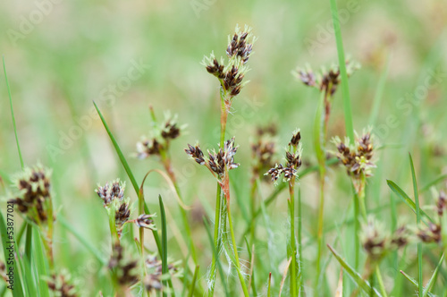 Blossoms of sedge wild flower