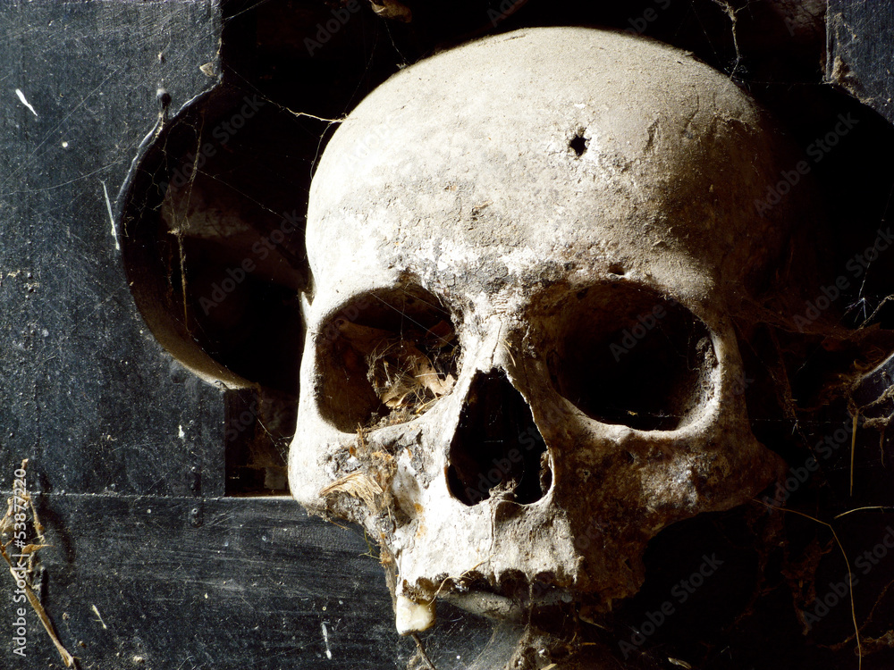 skull skull
