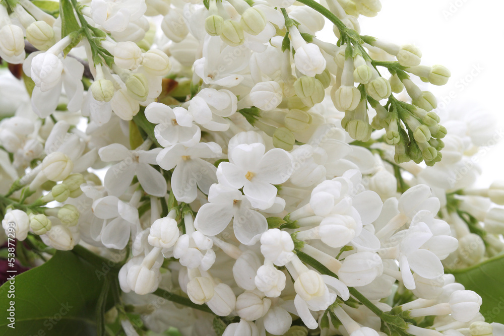 lilas lilas