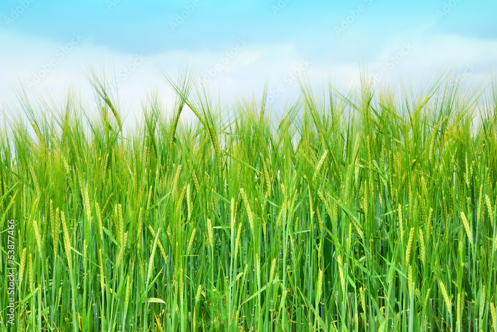 Barley field with sky in springtime