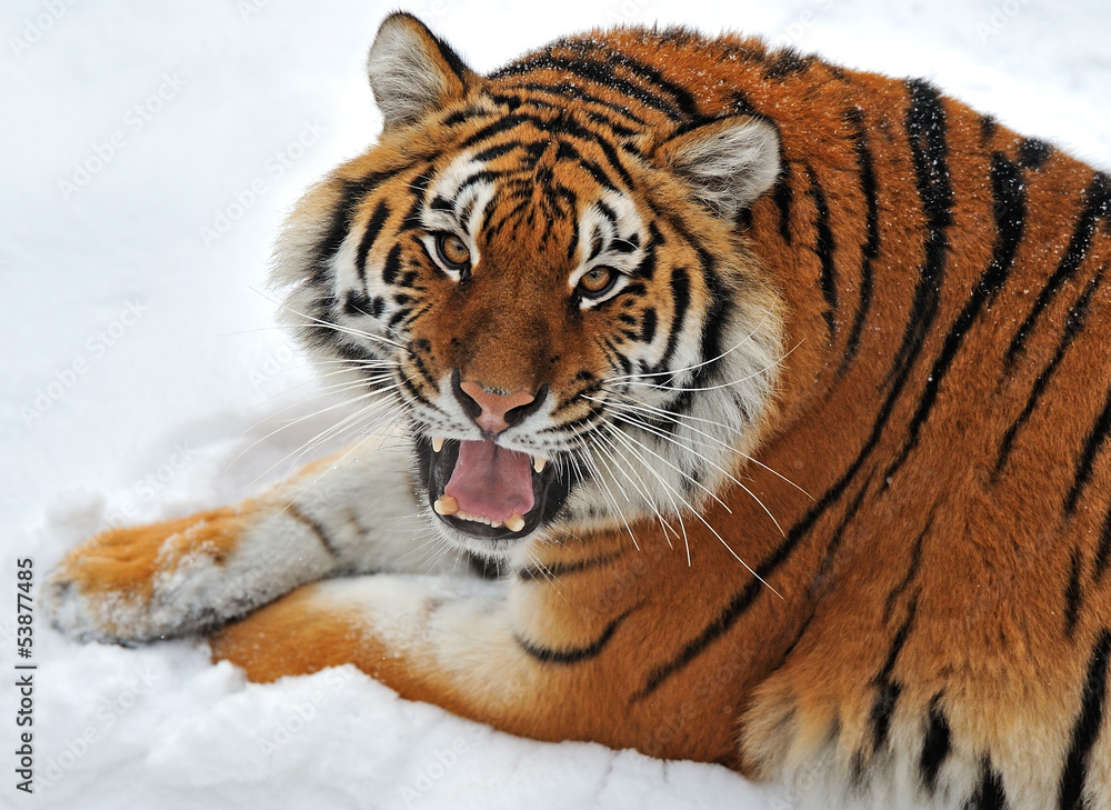 Obraz premium Siberian tiger