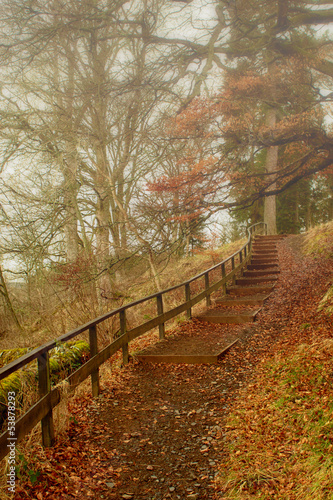 Misty Forest Footpath