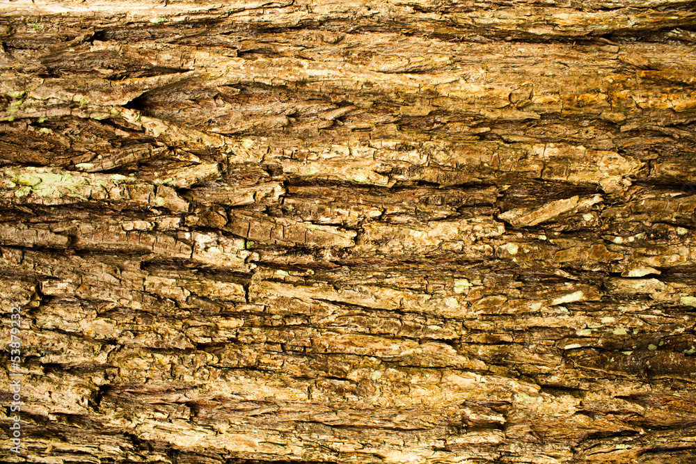 rough surface bark of willow rough surface bark of willow