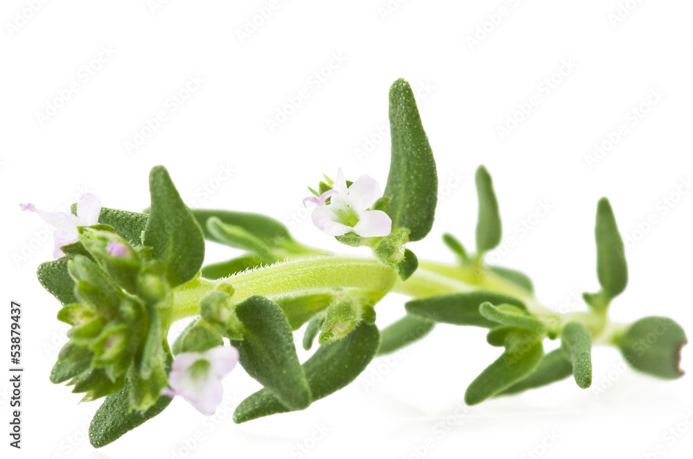 leaves and flowers of thyme close up leaves and flowers of thyme close up