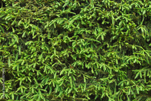 Spruce hedge closeup for nature background