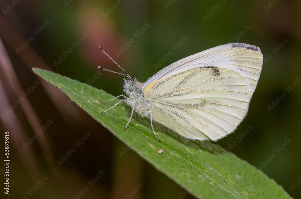 mariposa