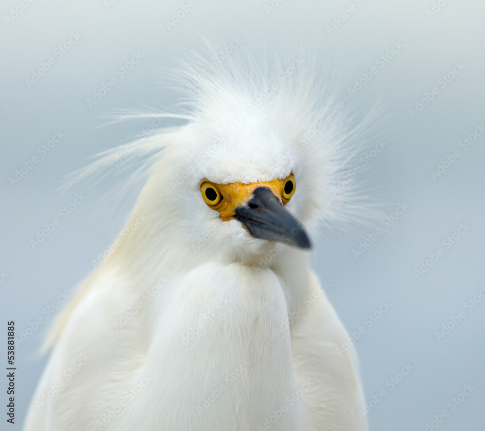 Snowy egret, Egretta thula, portrait, looking straight ahead Snowy egret, Egretta thula, portrait, looking straight ahead