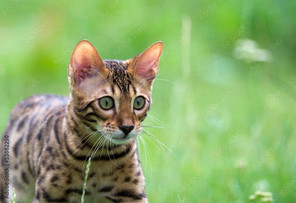 Naklejka premium cat