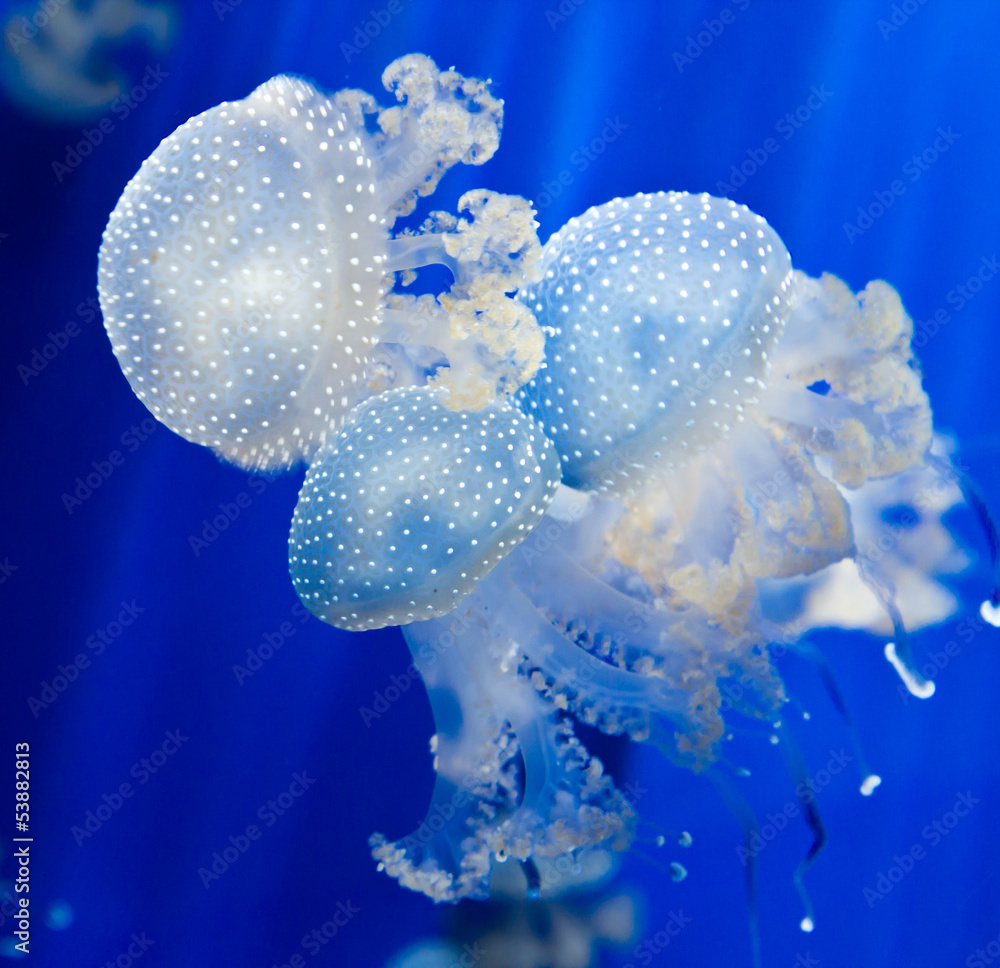 Fototapeta premium Group of light blue jellyfish